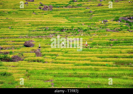 Pu Luong Reisterrassen. Stockfoto