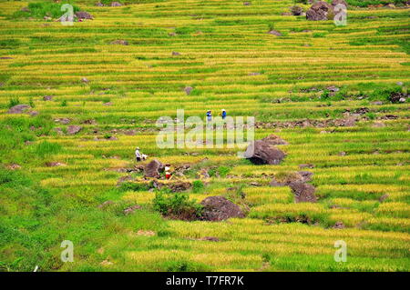 Pu Luong Reisterrassen. Stockfoto