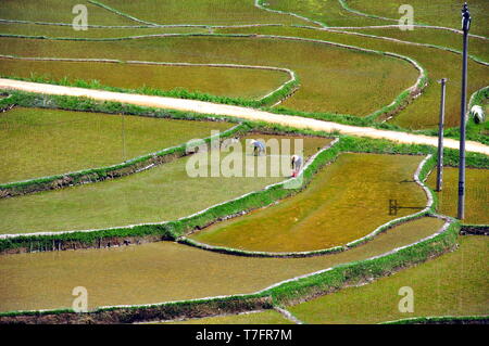 Landwirtschaft in PuLuong Naturschutzgebiet Stockfoto