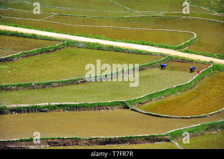 Landwirtschaft in PuLuong Naturschutzgebiet Stockfoto