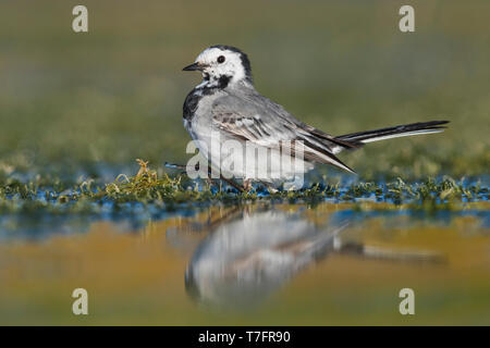 Bachstelze (Motacilla Alba), zu Fuß in einem Sumpf Stockfoto