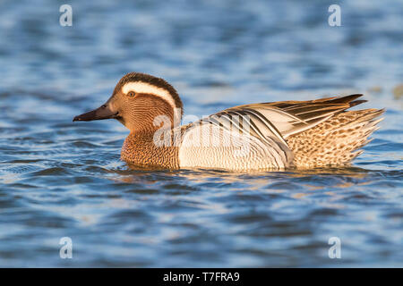 Garganey (Anas Querquedula), Drake, Baden im Teich Stockfoto