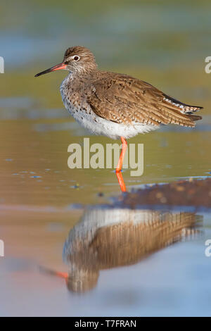 Rotschenkel (Tringa Totanus), Erwachsene stehen in einem Teich Stockfoto