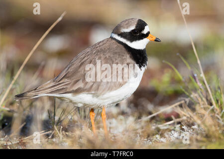 Flussregenpfeifer-Regenpfeifer (Charadrius Hiaticula Psammodromus), erwachsenes Weibchen auf dem Nest sitzen Stockfoto