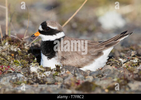 Flussregenpfeifer-Regenpfeifer (Charadrius Hiaticula Psammodromus), erwachsenes Weibchen auf dem Nest sitzen Stockfoto