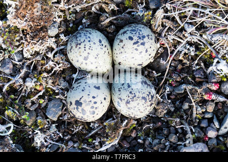 Eiern Flussregenpfeifer-Regenpfeifer (Charadrius Hiaticula Psammodromus), Eiern auf dem Boden mit Kies rund um Stockfoto