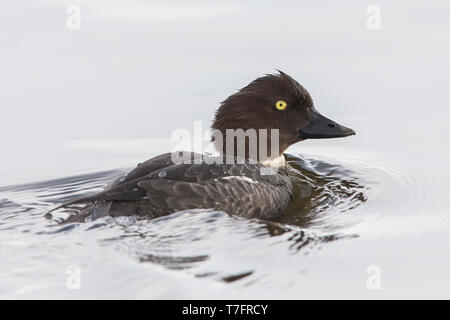 Schellenten (Bucephala Clangula), erwachsenes Weibchen Schwimmen im Wasser Stockfoto