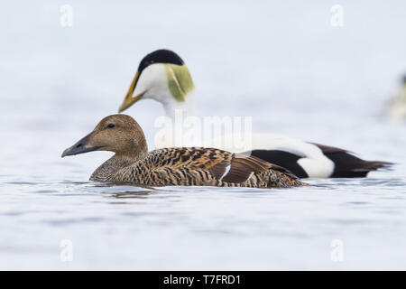 Gemeinsamen Eiderenten (Somateria Mollissima), koppeln Schwimmen im Wasser Stockfoto