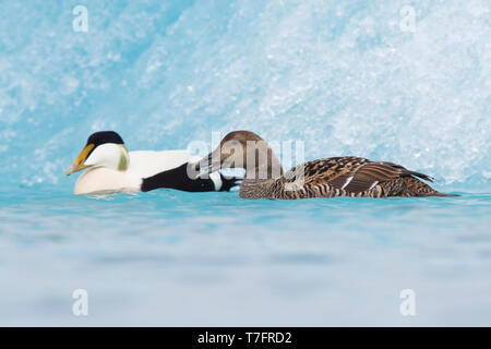 Gemeinsamen Eiderenten (Somateria Mollissima), koppeln, Fütterung zwischen Eisbergen Stockfoto