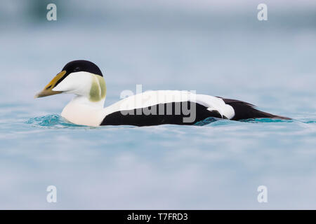 Gemeinsamen Eiderenten (Somateria Mollissima), Männchen schwimmen Stockfoto