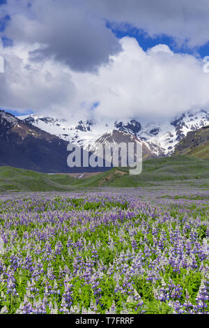 Isländische Landschaft, Bereich der Nootka Lupine mit schneebedeckten Bergen im Hintergrund Stockfoto