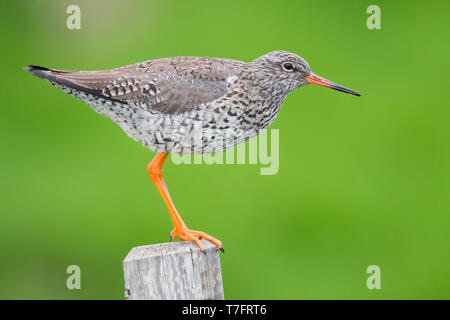 Gemeinsame Rotschenkel (Tringa totanus), thront auf einem zaunpfosten Stockfoto