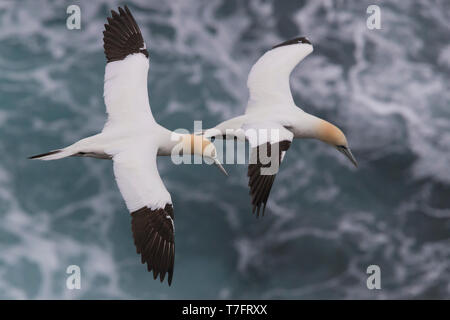 Northern Gannet (Morus bassanus), zwei Erwachsene im Flug über das Meer Stockfoto