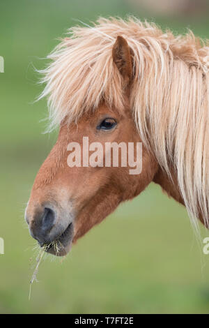 Isländische Pferd (Equus caballus), close-up Stockfoto