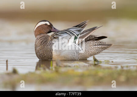 Krickente (Anas querquedula), erwachsenen männlichen putzen Stockfoto