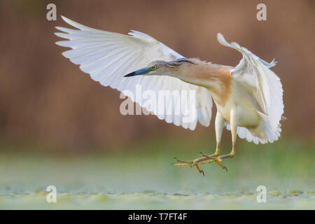 Squacco Heron (Ardeola ralloides), Erwachsene im Flug Stockfoto