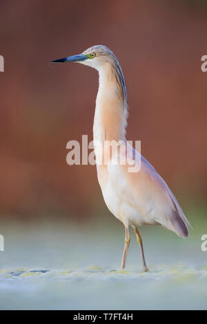 Squacco Heron (Ardeola ralloides), Erwachsene stehen in einem Sumpf Stockfoto