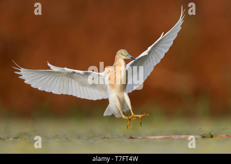 Squacco Heron (Ardeola ralloides), Erwachsene Stockfoto