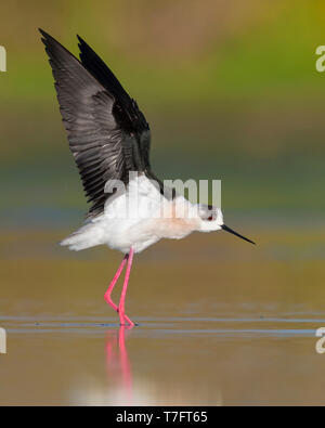 Schwarz - geflügelte Stelzenläufer (Himantopus himantopus), seine Flügel Stretching Stockfoto