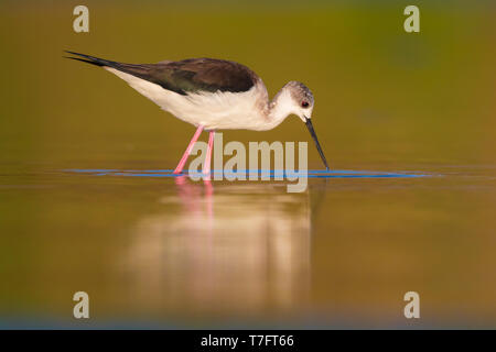 Schwarz - geflügelte Stelzenläufer (Himantopus himantopus), nach der Fütterung in einem Sumpf Stockfoto