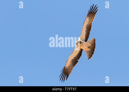 Zwergadler (Hieraaetus pennatus), pale morph Einzelnen im Flug Stockfoto