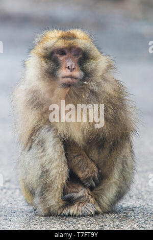 Barbary Macaque (Macaca sylvanus), Erwachsene mit einem Blinden Auge auf dem Boden sitzend Stockfoto