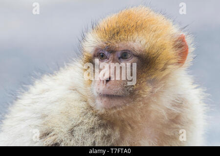 Barbary Macaque (Macaca sylvanus), juvenile close-up Stockfoto