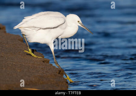 Seidenreiher (Egretta garzetta), individuelle Eingabe der Wasser in Kampanien (Italien) Stockfoto