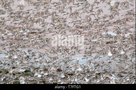 Große Herde von semipalmated Strandläufer (Calidris pusilla) weg vom in Johnson's Mühlen, Westmorland, New Brunswick, Kanada Roost. Stockfoto