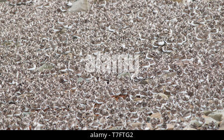 Große Herde von semipalmated Strandläufer (Calidris pusilla) Rastplätze in Westmorland, New Brunswick, Kanada. Stockfoto