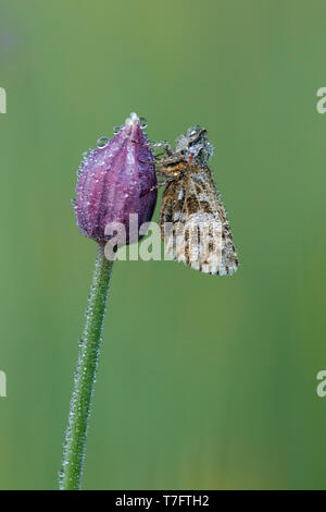 Tau malvae Grizzled Skipper (Schmetterling) ruht auf einem kleine Lila Blume im Mercantour in Frankreich, gegen einen hellen Hintergrund. Stockfoto