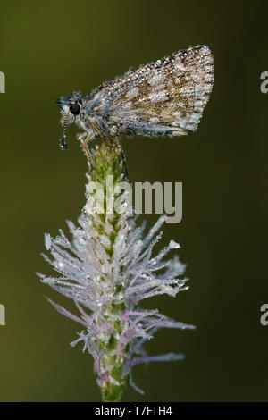 Nahaufnahme von einem regen Tropfen fallen malvae Grizzled Skipper (Schmetterling) ruht auf einem kleine Lila Blume im Mercantour in Frankreich, während am frühen Morgen. Stockfoto