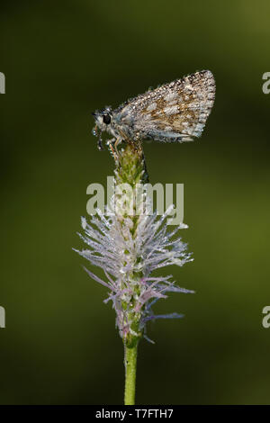 Tau malvae Grizzled Skipper (Schmetterling) ruht auf einem kleine Lila Blume im Mercantour in Frankreich, gegen einen dunkelgrünen Hintergrund. Stockfoto