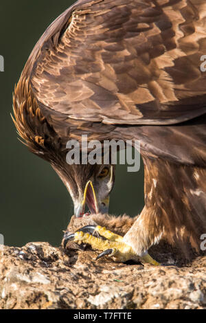 Golden Eagle thront mit Beute Stockfoto