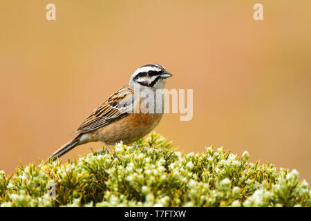 Erwachsene männliche Zippammer (Emberiza cia) im Frühjahr in Ávila in Spanien. Saß oben auf der Bush gegen braunen Hintergrund. Stockfoto