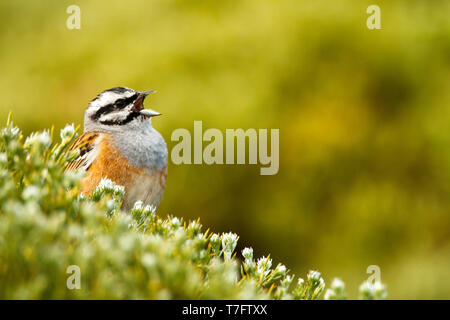 Nach singen männlichen Zippammer (Emberiza cia) im Frühjahr in Ávila in Spanien. Stockfoto