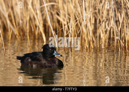 Zweiten Jahr männliche Reiherente (Aythya fuligula) Schwimmen vor der Reed Bett am Rande eines Sees in Daimiel Nationalpark in Spanien im Winter. Stockfoto