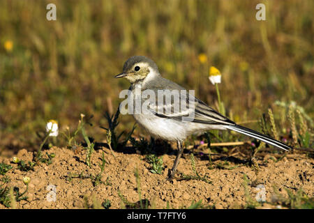 Juvenile Bachstelze (Motacilla alba alba) in León, Spanien. In diesem Gefieder Es ist ein Citrin Bachstelze sehen gleich aus. Stockfoto