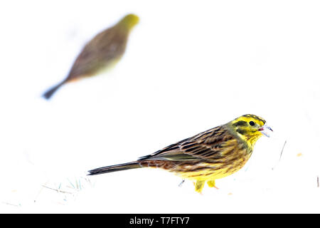 Die Goldammer wären (Emberiza citrinella) in Bialowieza Waldes in Polen wintering. Ein Vogel im Vordergrund der Nahrungssuche auf die Samen. Stockfoto