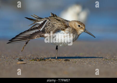 Strandläufer (Calidris alpina), erste Winter individuelle Stretching seinen Flügel ander Ufer Stockfoto