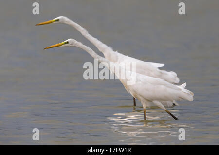 Zwei große Reiher (Ardea alba) wandern und jagen im flachen Wasser. Stockfoto