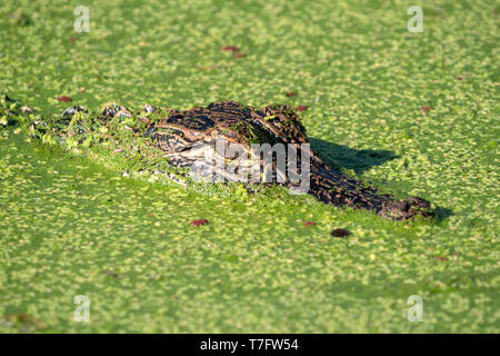 American alligator (Alligator mississippiensis) in den Sumpf des Lake Apopka ausgeblendet Stockfoto