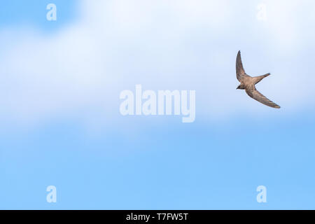 Alpine Swift (Apus melba) Fliegen über Rabbit Island aus Petra auf der griechischen Insel Lesbos. Stockfoto