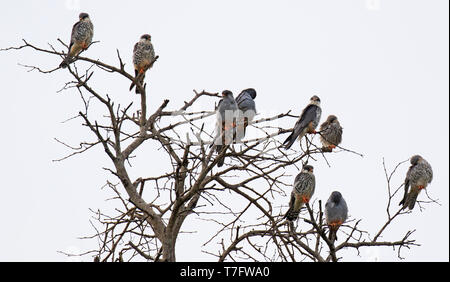 Kleine Gruppe von Amur Falken (Falco Amurensis) im Winter in Südafrika. Ausruhen nach Nahrungssuche auf Insekten über die afrikanische Savanne. Stockfoto