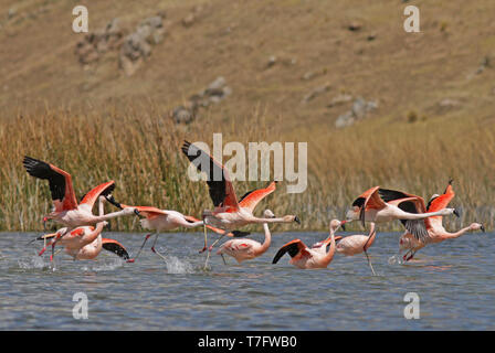 Herde der seltenen Anden Flamingo (Phoenicoparrus andinus) in einem See der Anden in Peru. Ausziehen. Stockfoto