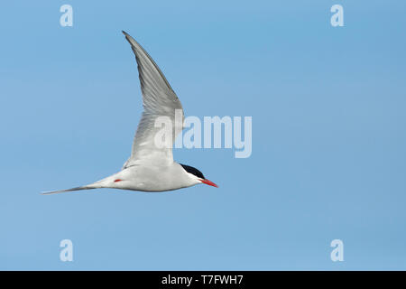 Nach Küstenseeschwalbe, Sterna Paradisaea) in Zucht Gefieder über Halbinsel Seward, Alaska, United States fliegen. Stockfoto