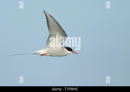 Nach Küstenseeschwalbe, Sterna Paradisaea) in Zucht Gefieder über Halbinsel Seward, Alaska, United States fliegen. Stockfoto