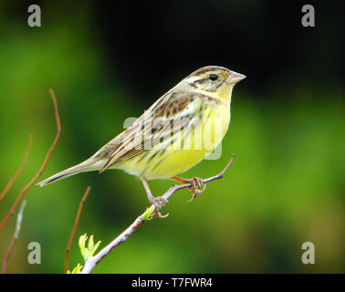 Yellow-breasted Bunting Female das 12/05/2009 auf Heuksan gebracht werden Insel - Südkorea Stockfoto