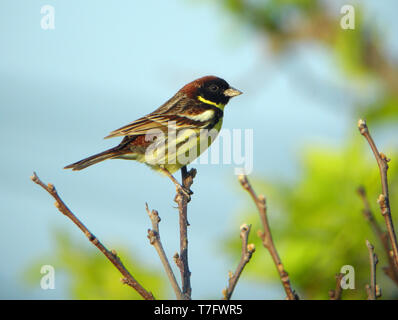 Yellow-breasted Bunting; Mann, den 10/05/2009 Heuksan tun Insel - Südkorea Stockfoto