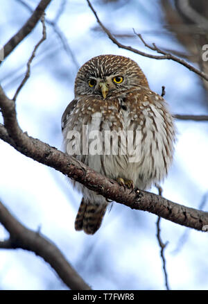 Austral Sperlingskauz (Glaucidium nana) im südlichen Argentinien in gemäßigten Wald thront. Stockfoto